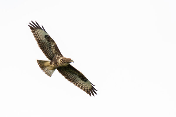 Buse variable 1