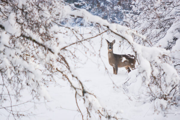 Hiver