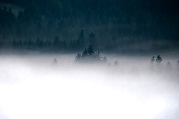 Brumes matinales