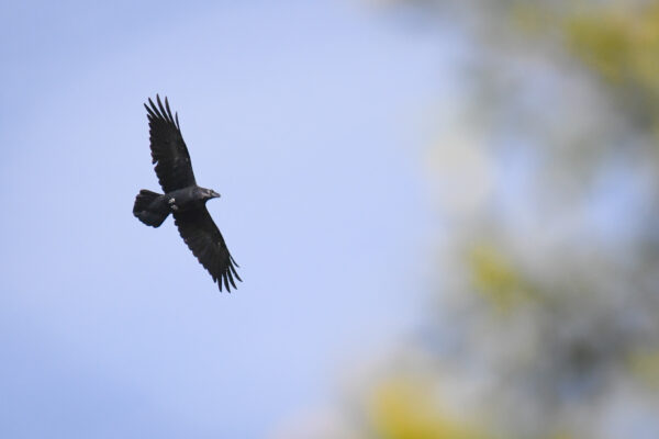 Grand corbeau 2