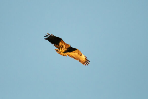 Buse variable 2