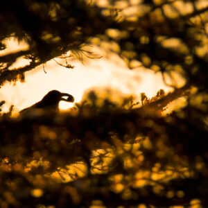 Grand corbeau 3