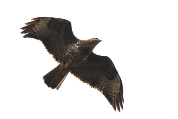 Buse variable 4