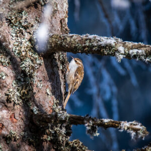 Grimpereau des bois