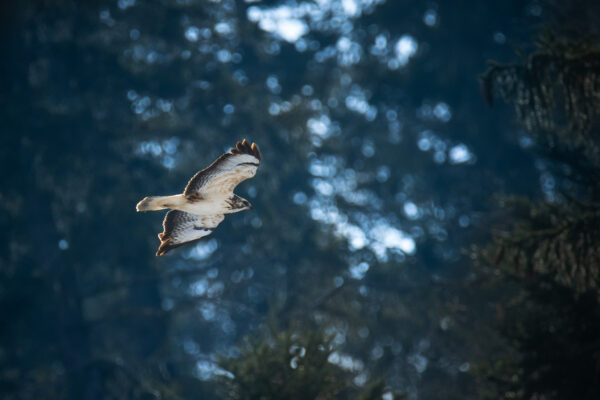 Buse variable 3