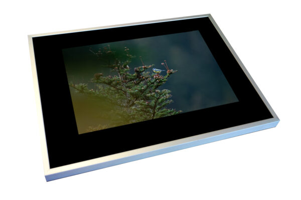 Sapin blanc – Image 2