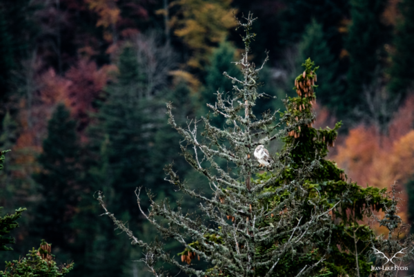 Buse variable dans les couleurs d'automne