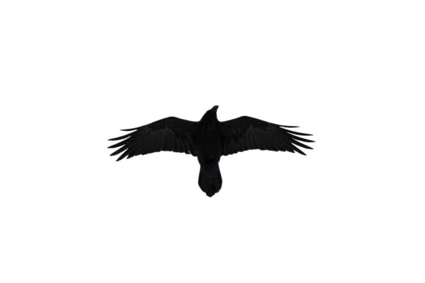 Le passage (Grand corbeau)