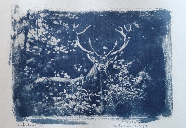 Cerf élaphe - A4 -Série limitée, numéroté