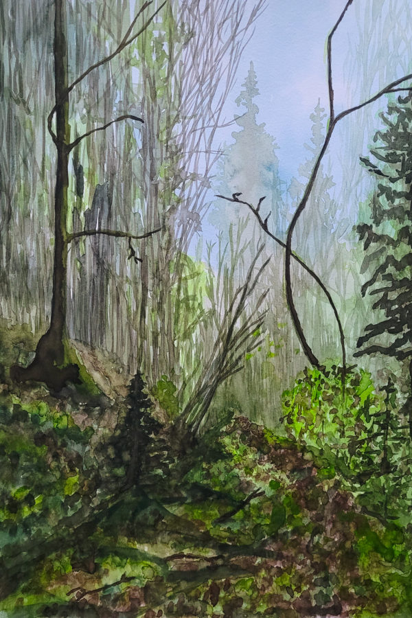 Chemin emprunté par un Lynx