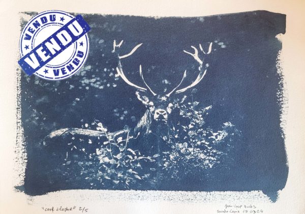 Cerf élaphe (Format A4)