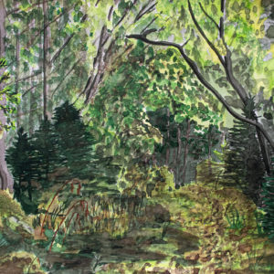 Sous bois au Lynx