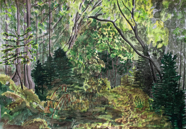 Sous bois au Lynx